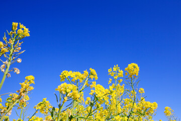Obraz premium Yellow rape flower bloom in the farm