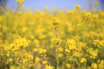 Fototapeta premium Yellow rape flower bloom in the farm