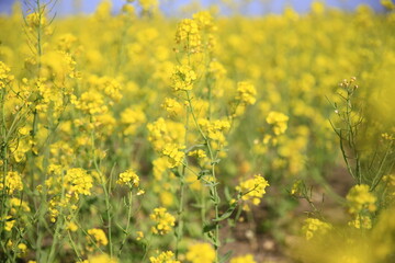 Yellow rape flower bloom in the farm