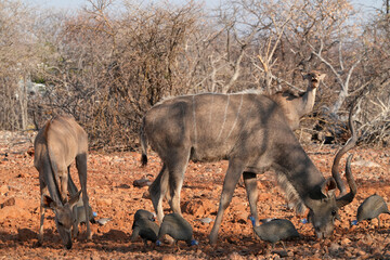 Kudu in der Wildnis von Etosha 