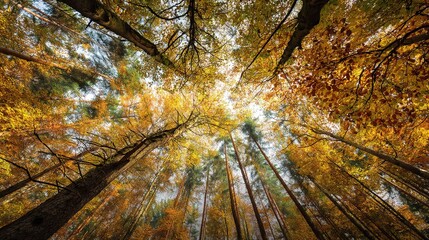 Majestic Autumn Canopy in a Golden Forest Viewed from Below