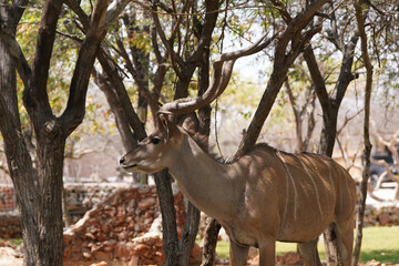 Kudu in der Wildnis von Etosha 