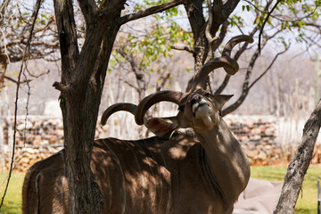 Kudu in der Wildnis von Etosha zeigt seine Hörner