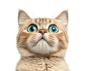 A cute, young, white kitten with striking eyes sits isolated, its soft fur a portrait of domestic feline charm