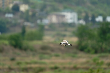 Bird in flight