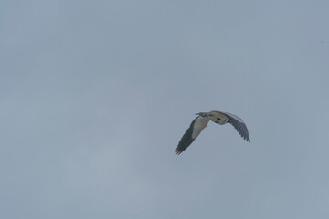 Bird in flight