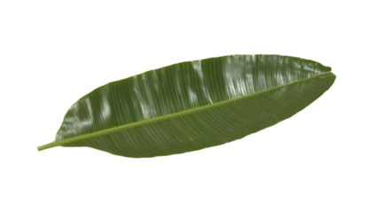 Isolated Diseased Green Leaf With White Spots On Transparent Background