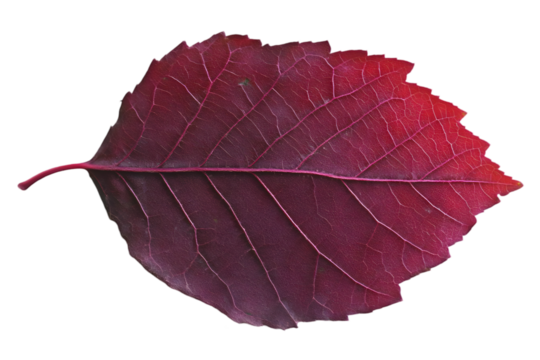 Isolated Detailed Red Leaf On Transparent Background