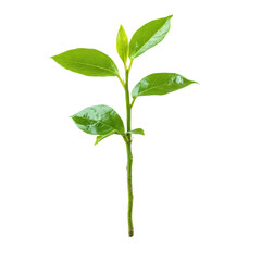 Obraz premium Closeup view of a vibrant green plant growing from rich soil against a clean Transparent background, Closeup view growing plant isolated on PNG background