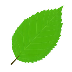 Isolated Green Leaf Illustration, Detailed Leaf Graphic