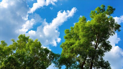 Fototapeta premium Lush Green Tree Tops Against a Clear Bright Blue Sky