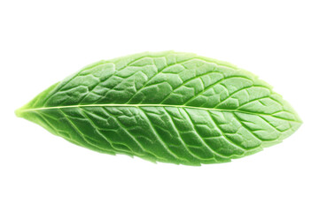 Obraz premium Isolated Green Mint Leaf Illustration, Transparent Background, Detailed Leaf Structure, Fresh Mint Plant Leaf