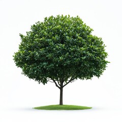 Fototapeta premium Solitary Tree with Symmetrical Canopy on Green Ground Background