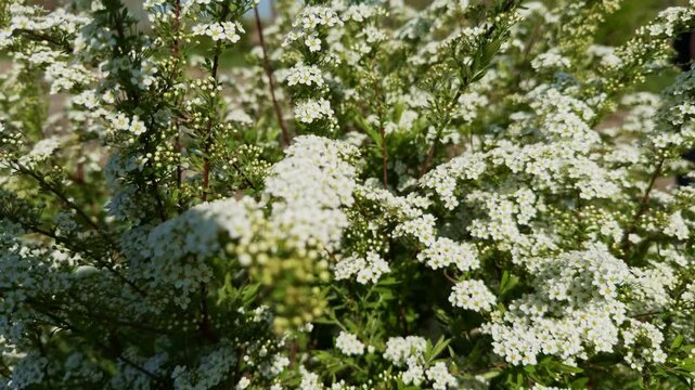 White Spirea Flowers Blooming on Bush in Spring Garden. Bridal Wreath Shrub 