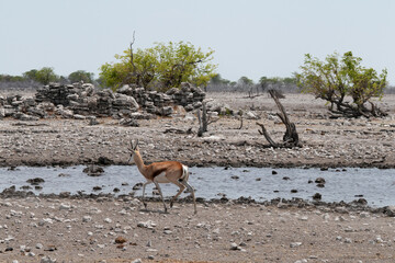 Springböcke in freier Wildbahn in Etosha