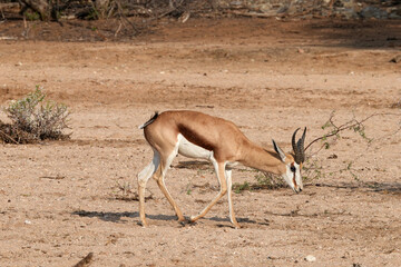 Einzelner Springbock portraitiert in freier Wildbahn in Etosha