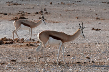Springböcke in freier Wildbahn in Etosha
