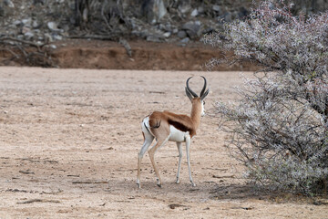 Einzelner Springbock portraitiert in freier Wildbahn in Etosha