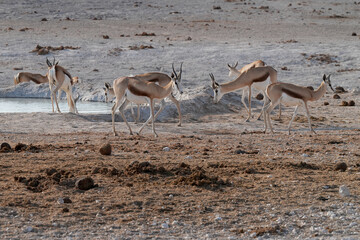 Springböcke in freier Wildbahn in Etosha an einer Wasserstelle