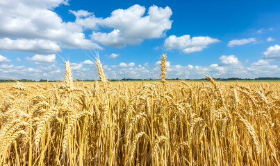 Golden wheat field under a bright blue sky with fluffy white clouds on a sunny day