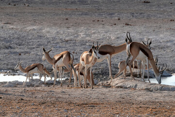 Springböcke in freier Wildbahn in Etosha an einer Wasserstelle