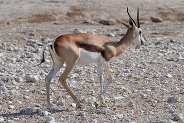 Einzelner Springbock portraitiert in freier Wildbahn in Etosha