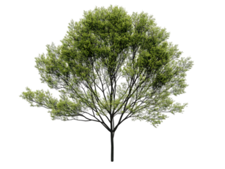 Isolated Lush Green Tree Illustration Background