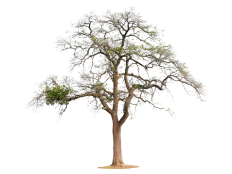 Isolated Mature Tree With Light Gray Branches And Light Green Leaves Photo - Powered by Adobe