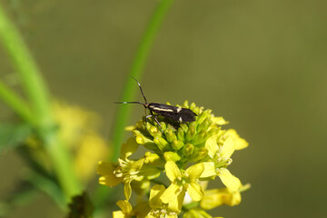 Moth Sulphur Tubic, Esperia sulphurella.Family Concealer moths (Oecophoridae). On flowers of Wintercress (Barbarea vulgaris). Spring, April, Netherlands