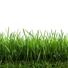 Fototapeta premium Sharp and Clear Texture of Fresh Green Grass Against White Background