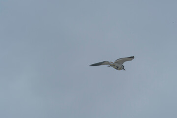 Bird in flight
