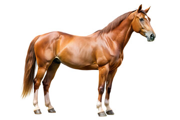 brown horse isolated on white background PNG