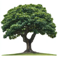 Obraz premium Sturdy Tree with Thick Trunk and Wide Canopy in Lush Green Setting