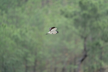 Bird in flight