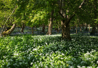 Wild garlic and bluebells in full bloom in ancient woodland near Little Bayhem on the high weald east Sussex and Kent border south east England UK