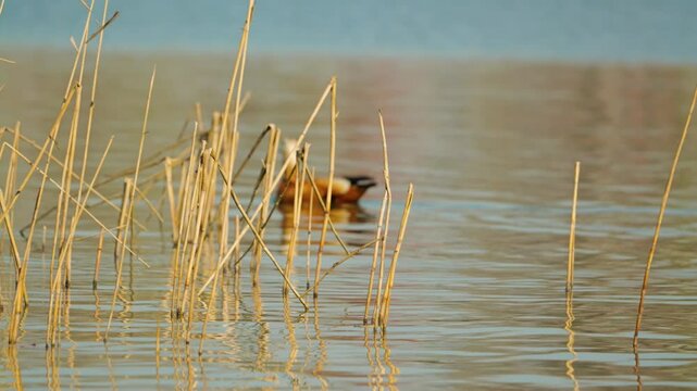 A beautiful Ogar duck gracefully gliding along the calm waters of the lake framed by tall reeds reflected in the gentle ripples
