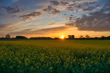 Obraz premium Rapsfeld in der Ortenau bei Kappel-Grafenhausen
