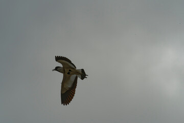 Bird in flight
