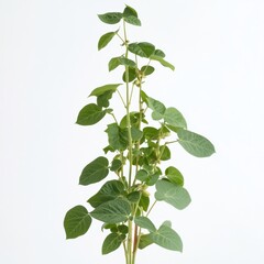 Fresh Green Soybean Plant with Pods and Lush Leaves on White Background
