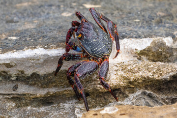 Red Sally Lightfoot Crab (Grapsus grapsus) on rock at the beach in Aruba. 
