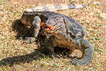 Closeup portrait of asian Water Monitor lizard (Varanus salvator) in Lumphini Park, downtown Bangkok. Food in its mouth, looking at camera. Green grass in the background. 
