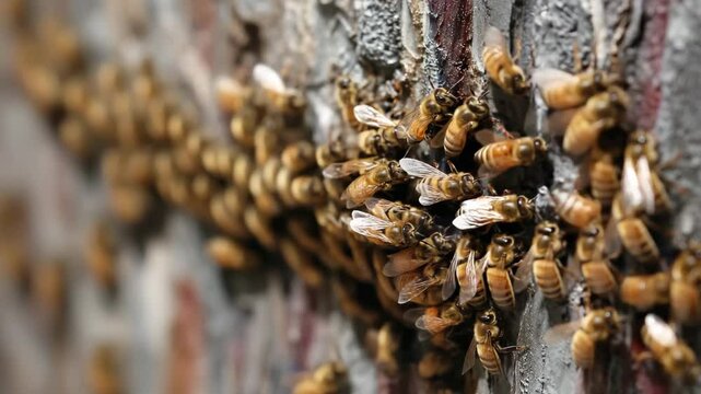 A close-up view of numerous bees clustering on a textured surface, showcasing their social behavior and intricate patterns in nature.