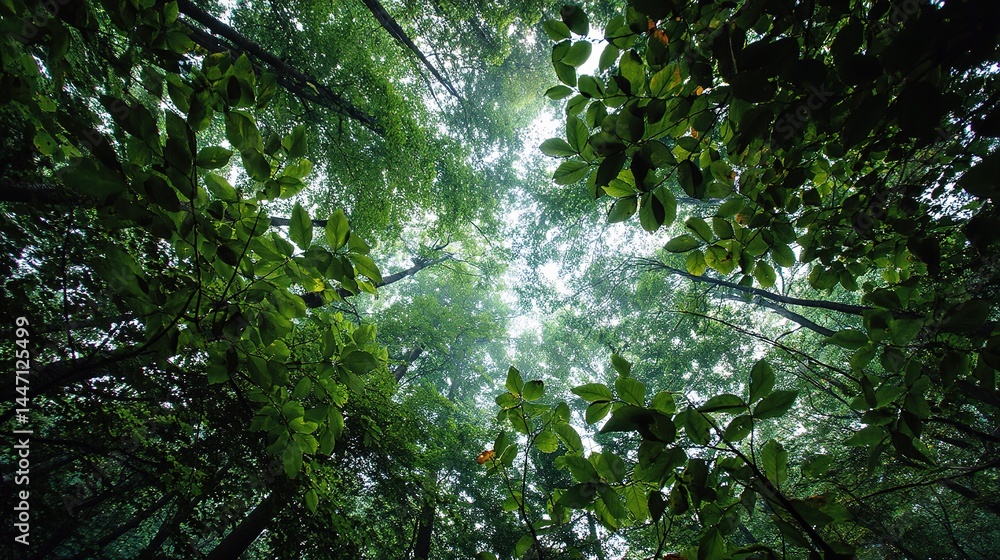 Poster light filtering through a forest canopy from below in natural setting