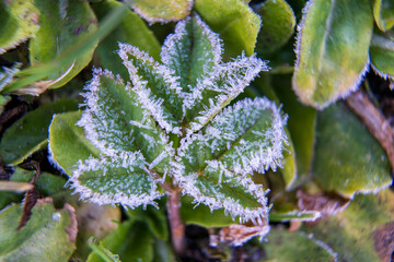 Delicate Frost Crystals on Green Plant Leaves in Early Winter Morning. Macro Photography of Ice Formation Creating Natural White Patterns on Vibrant Foliage During Cold Weather