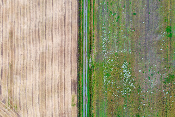 Drone photography captures Finnish farmland mosaic with spring wildflowers dotting green pastures....