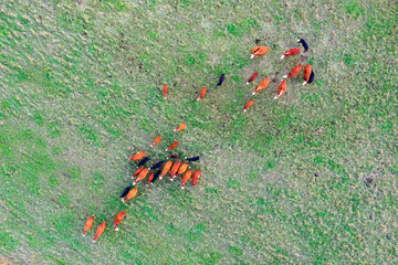 The bird's-eye perspective of Finnish dairy cows clustered in green pasture under summer sun. Agricultural drone image showcases sustainable farming practices with free-range livestock