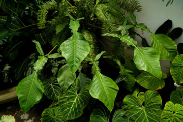 fresh Philodendron joepii leaves, big indoor plants leaves, tropical garden © lacastudio
