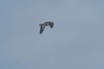Bird in flight