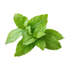 Fresh mint leaves offering vibrant color and aromatic essence for culinary uses and herbal remedies, Mint leaves or peppermint plant isolated on Transparent background