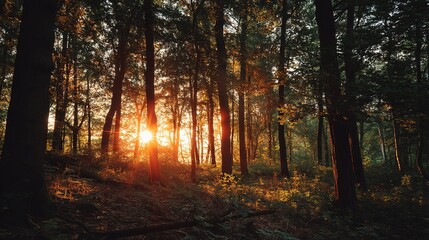 Obraz premium Radiant Sunset Over Treetops Illuminating the Orange Sky